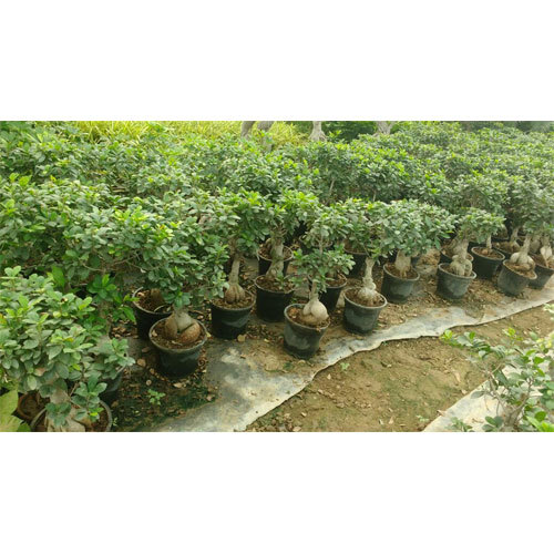 Groundover Plant
