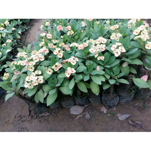 Garden Decorative Plant