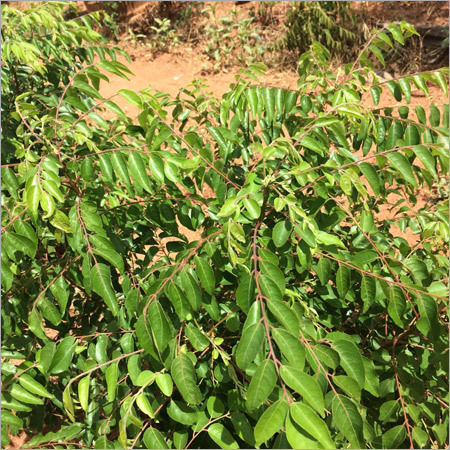 Dehydrated Curry Leaves