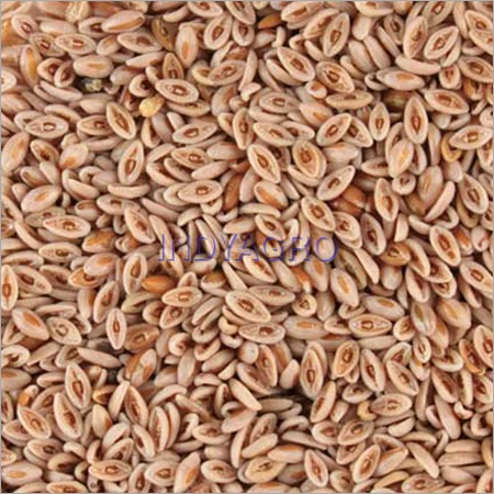 Psyllium Seed
