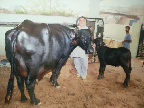 Pure Murrah Buffalo - Exceptional Size 5'6'' to 5'8'', Tail Length Up to 16 Feet | High Milk Yield, Breed Champion, Disease Resistant, Superior Genetics, Excellent Reproduction