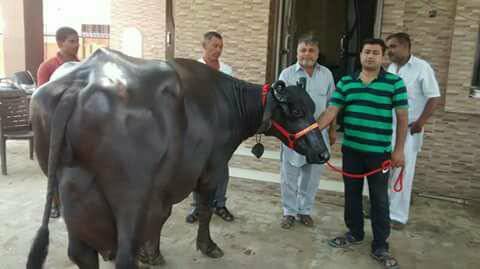 28 litre milking murrah buffalo