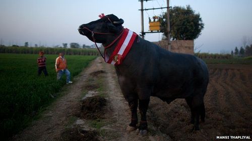 Yograj Bull Semen