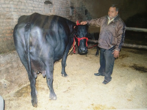 Ganga Murrah Buffalo