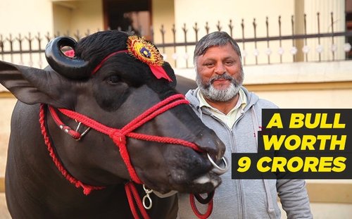 World best bull yuvraj semen