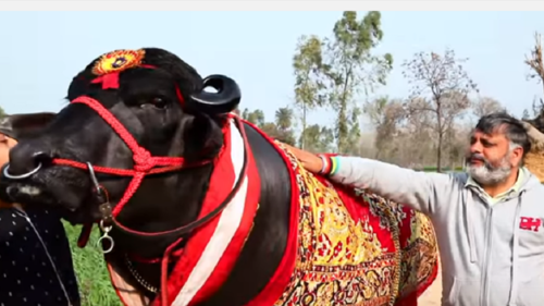 World Champion Yuvraj Semen