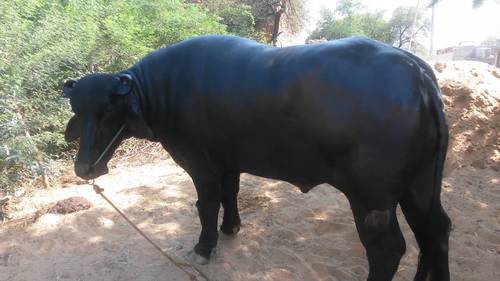 Samrat Murrah Bull Semen