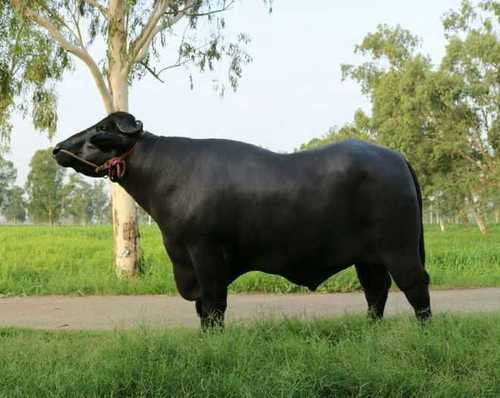 Dara Murrah Bull Semen