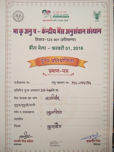 Best Milking Murrah Buffalo Certificate in Hissar