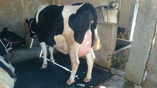HF Cows