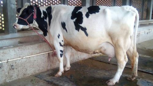Black and white hf cow
