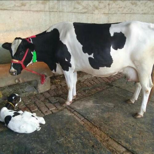 High Quality HF Cow