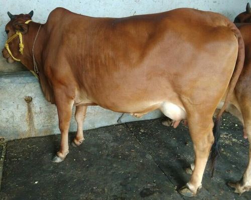 Sahiwal cow