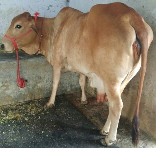 Sahiwal Cows