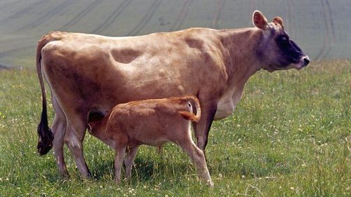 Jersey Cow