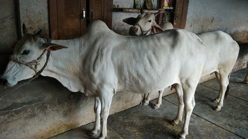 Tharparkar Cows