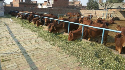Indigenous Sahiwal Cow