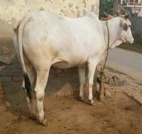 Tharparkar Cow supplier