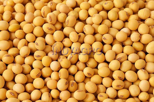 Vegetables Seeds Soybeans