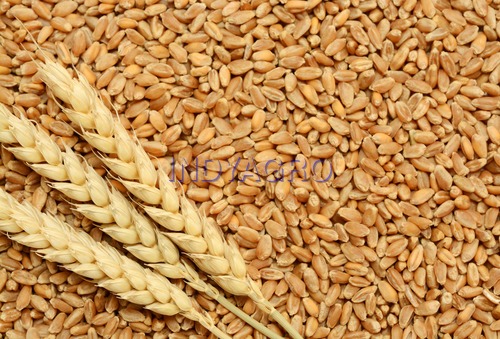Wheat - Rich In Carbohydrates Proteins and Dietary Fiber | Ideal For Flour-Making Nutritious For Biscuits Bread Chapati and Supplements