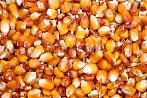 Herbs Seeds Corn
