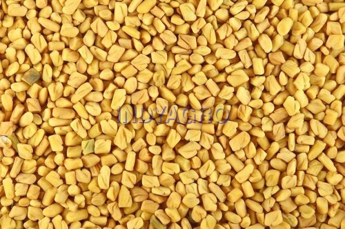 Fenugreek Seed