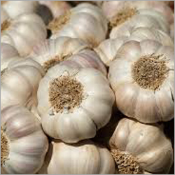 Fresh White Garlic