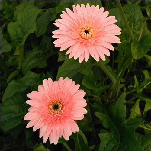 Gerbera Flower