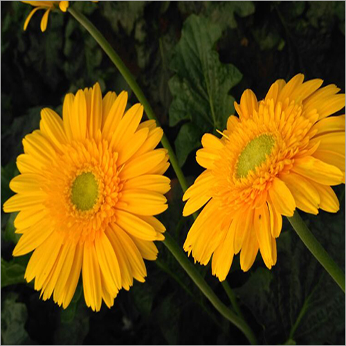 Gerbera Flower