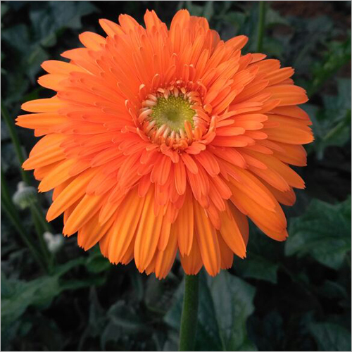 Gerbera Flower