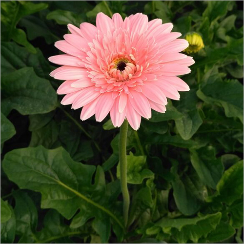 Gerbera Flower
