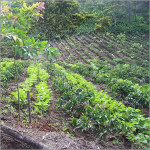 Agro-Forestry Management System