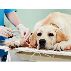Animal Hospital Management