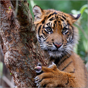 Zoo Management System