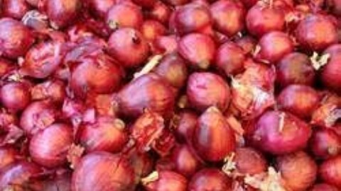 Red Onion - Round Shape, Variable Size, Firm Texture, Red Color | Vibrant Color, Versatile Use, Long Shelf Life