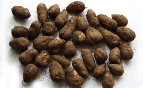Kurka Vegetable