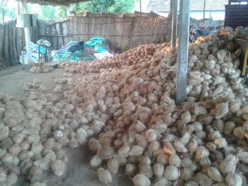 Husked Coconut - Coconut Husk, Variable Size, Brown | Natural, Versatile, Organic, Sustainable, Fresh