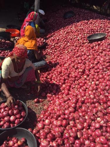 Indian Red Onion - Round Shape, Variable Size | Sharp Taste, Firm Texture, Versatile Use, Easy Storage
