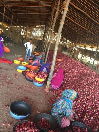Red Onion - Round Shape, Variable Size, Red Color | Fresh, Flavorful, Firm Texture, Pungent Taste, Nutritious