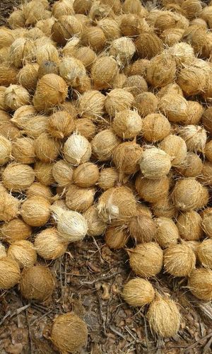 Coconut - Natural Fruit 10-15 cm Brown, Versatile Hydrating Nutritious Renewable