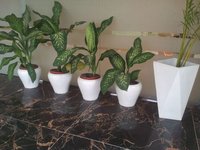 Fiberglass Flower Pot