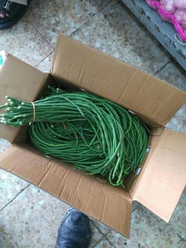 Yardlong Beans