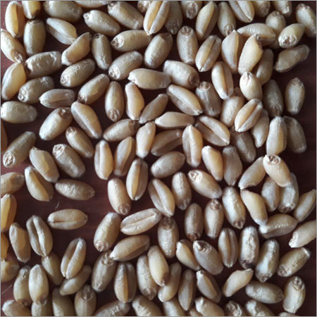Organic Wheat