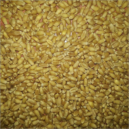 Natural Wheat Seeds