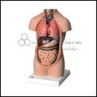 Human Torso  Models Without Head