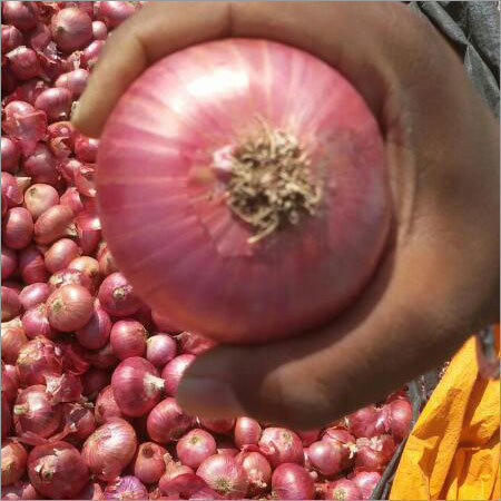 Big Onion