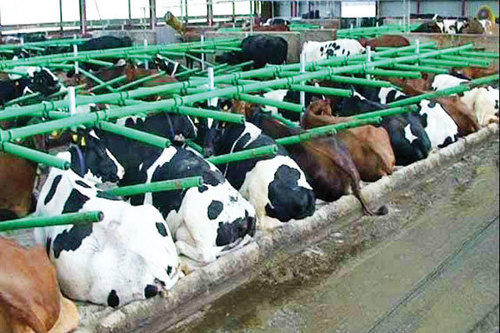 Cow Barns