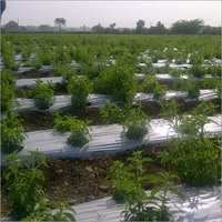 Stevia Dry Leaves And Powder