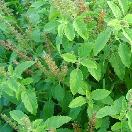 Tulsi Leaves