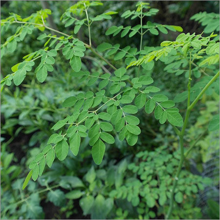 Drumstick Leaves